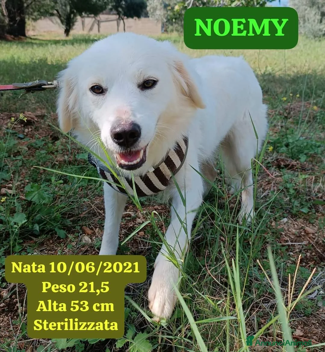 Meticcio cani in regalo: Fratello e sorella 3anni aspettano da sempre.CALAB a Città metropolitana di Milano - Annuncio 1