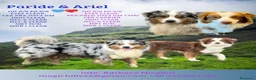 Australian Shepherd cani in vendita: Cuccioli Australian Shepherd - Annuncio 5