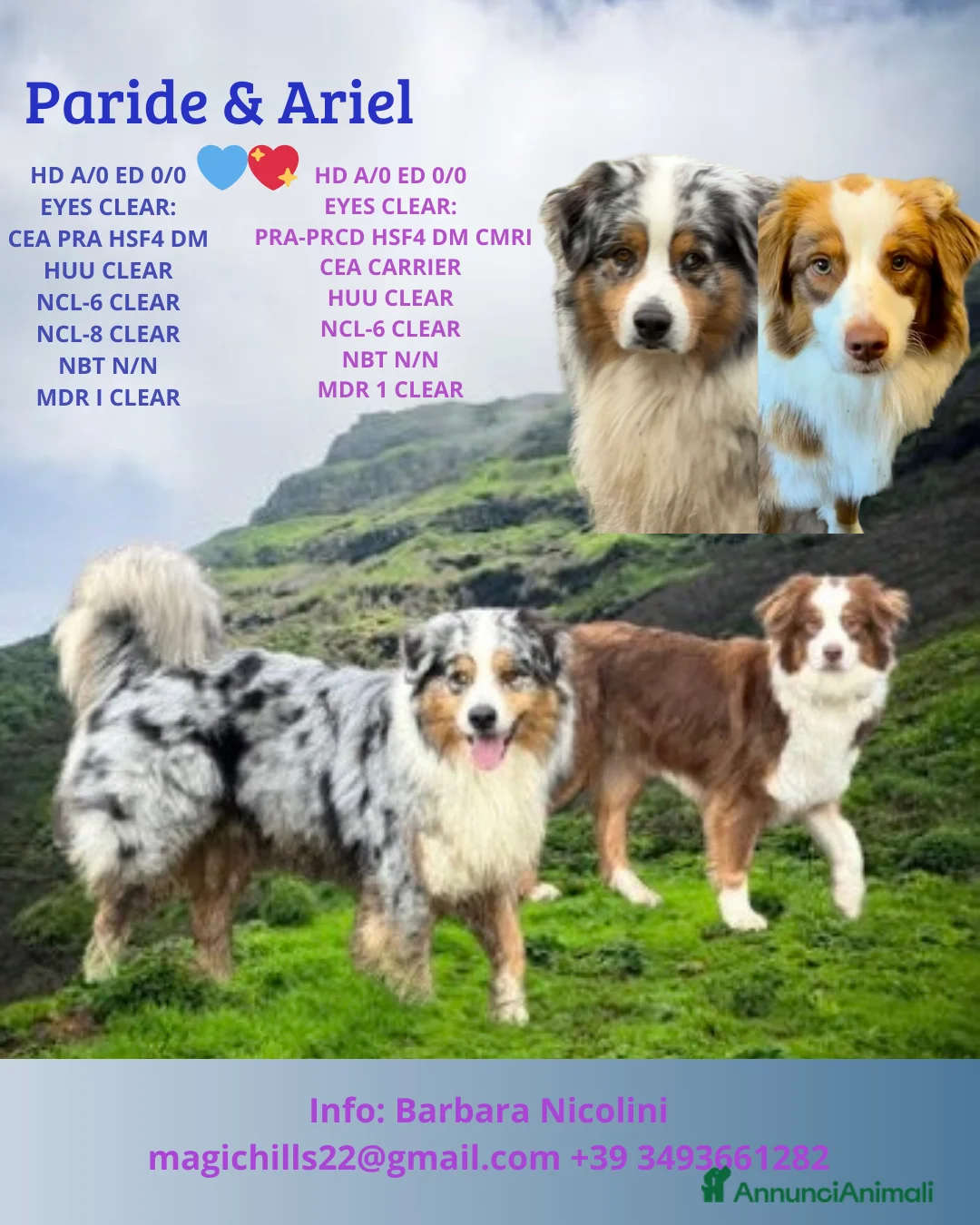 Australian Shepherd cani in vendita: Cuccioli Australian Shepherd - Annuncio 5