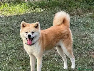 Akita Inu cani Akita inu. Pedigree . Femmina - Annuncio 32