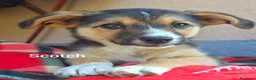 Meticcio cani in regalo: SCOTCH, piccoletto tutto coccole! TG MEDIO PICCOLA - Annuncio 3