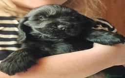 Cocker cani in vendita: cuccioli di cocker spaniel inglese con pedigree a Città metropolitana di Roma Capitale - Immagine 3