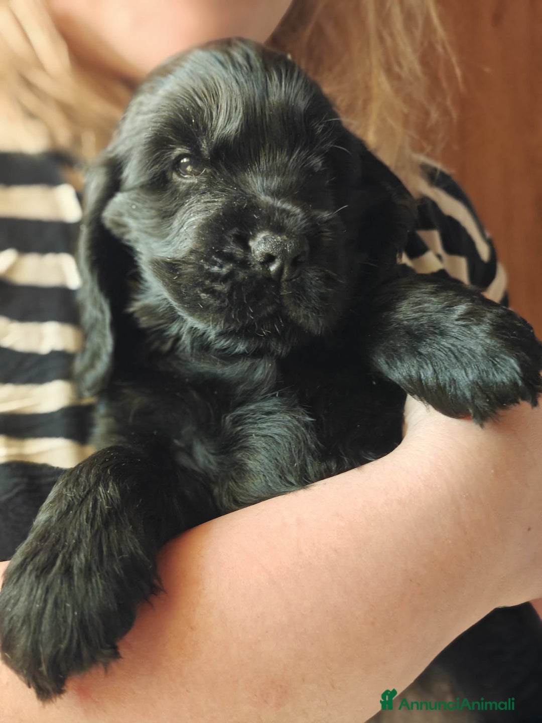 Cocker cani in vendita: cuccioli di cocker spaniel inglese con pedigree a Città metropolitana di Roma Capitale - Immagine 3