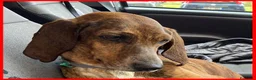 Segugio cani in regalo: SVITOL adorabile segugetta a Città metropolitana di Milano - Annuncio 6