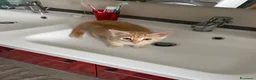 Europeo gatti in regalo: Gattini inseparabili - Annuncio 18