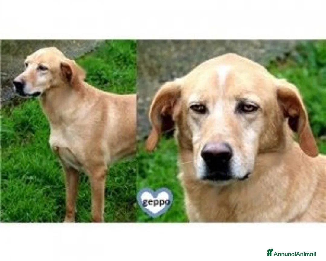 Meticcio cani in regalo: Liberali dalla gabbia! Tendi La Zampa Onlus a Roma - Annuncio 4