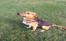 Meticcio cani in regalo: buonissimo Fortunato in regalo a Città metropolitana di Catania - Immagine 3