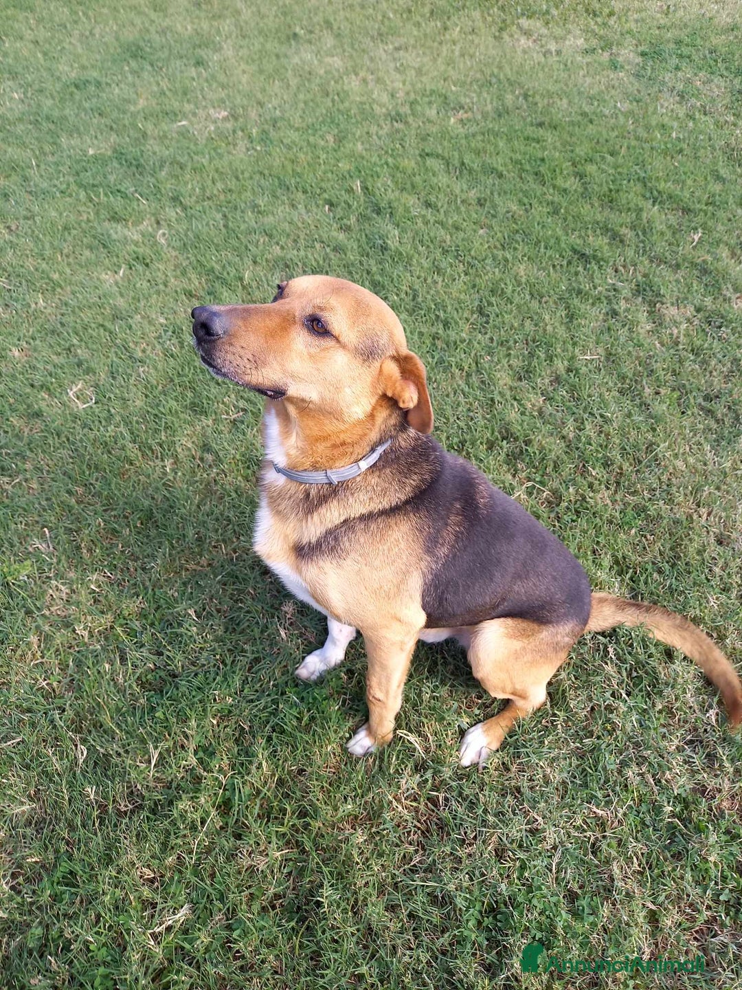 Meticcio cani in regalo: buonissimo Fortunato in regalo a Città metropolitana di Catania - Immagine 3