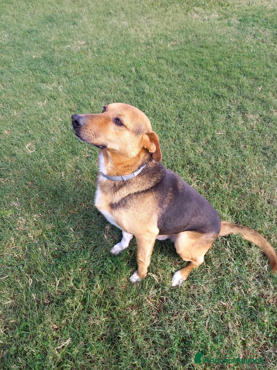 Meticcio cani in regalo: buonissimo Fortunato in regalo a Città metropolitana di Catania - Annuncio 3