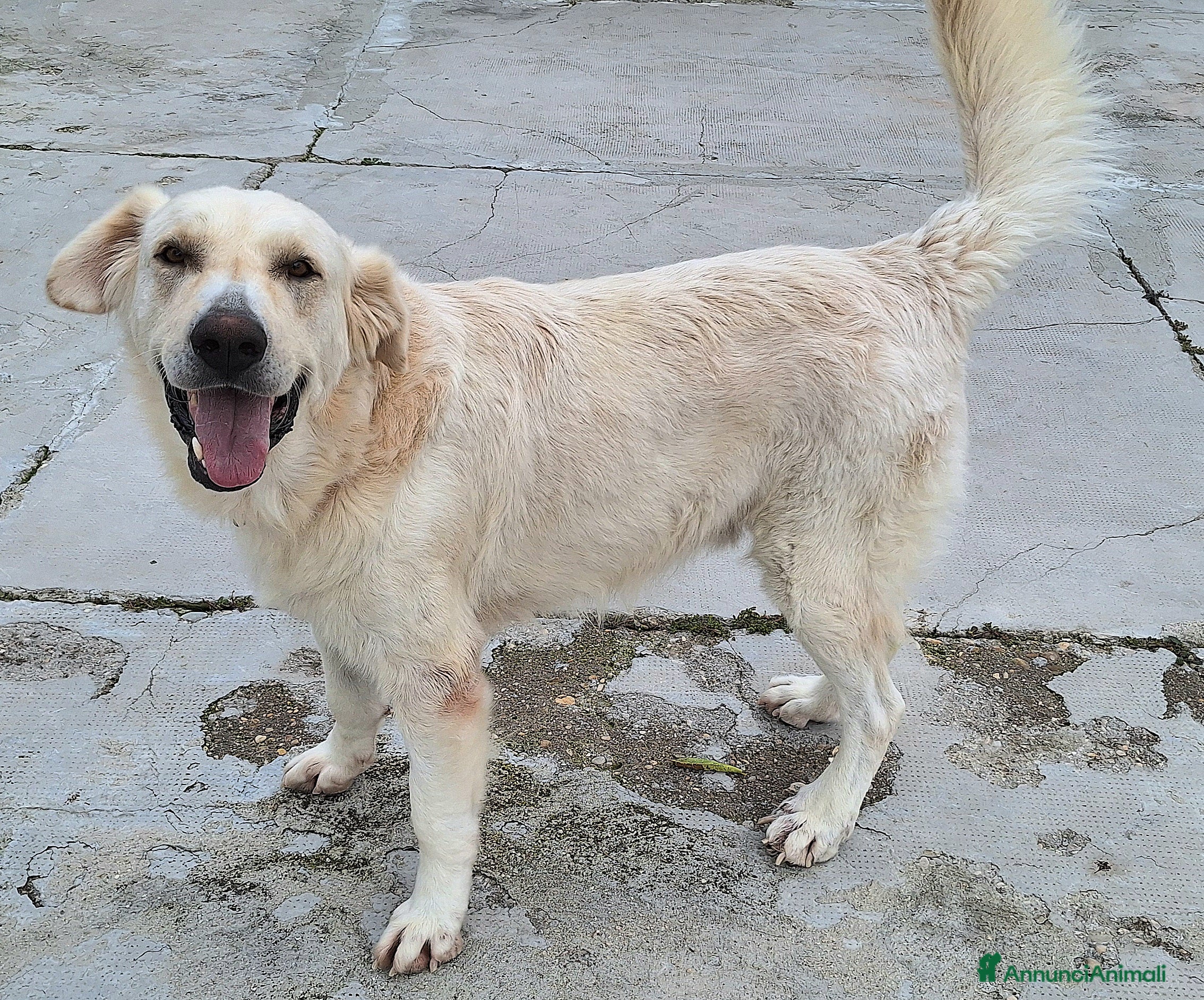 Meticcio cani Noè 1 anno taglia grande - Annuncio 36