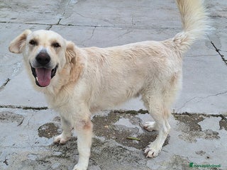 Meticcio cani Noè 1 anno taglia grande - Annuncio 34