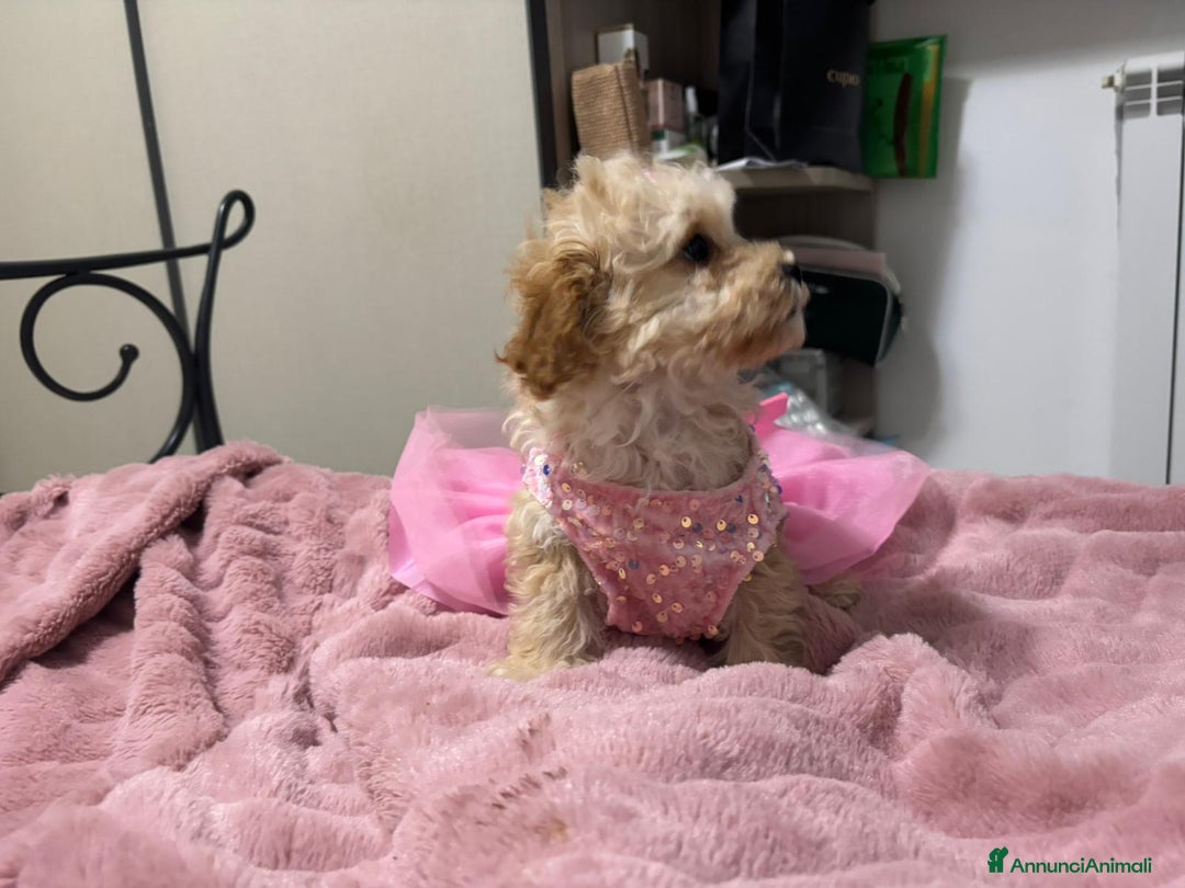 Barboncino Toy cani in vendita: Barboncina toy - Annuncio 3