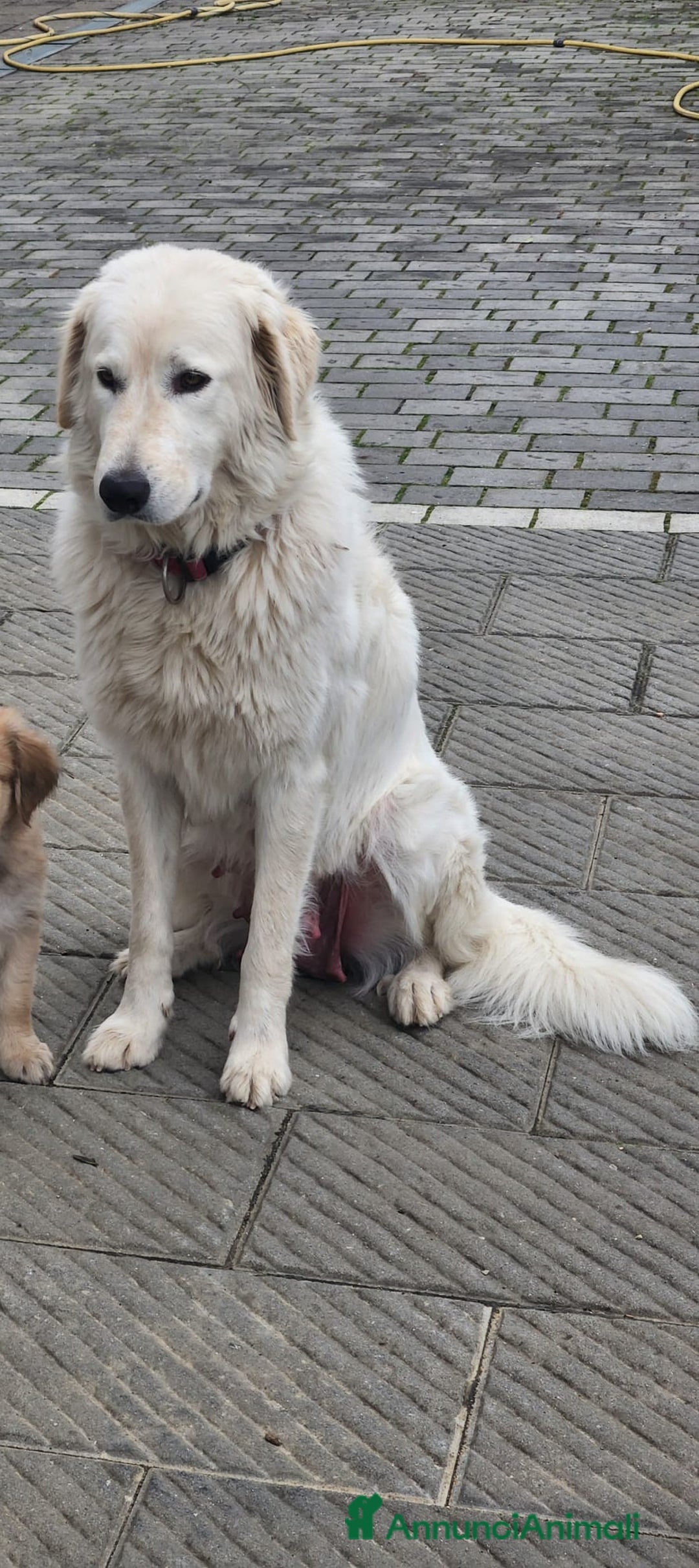 Meticcio cani in vendita: CUCCIOLO AFFETTUOSO CERCA CASA!!!!  - Annuncio 3