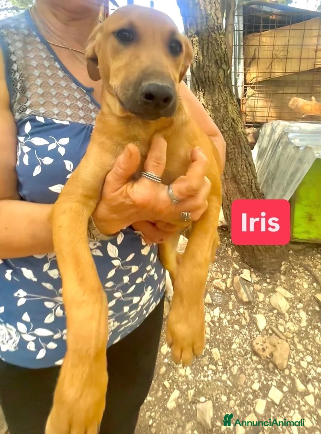 Meticcio cani in regalo: Iris è solo una cucciola e resterà sola  - Annuncio 2