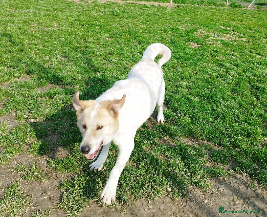 Meticcio cani in regalo: Bob cerca casa  - Annuncio 5