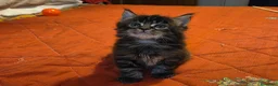Maine Coon gatti in vendita: Vendo cuccio Maine Coon senza pedigree - Annuncio 23