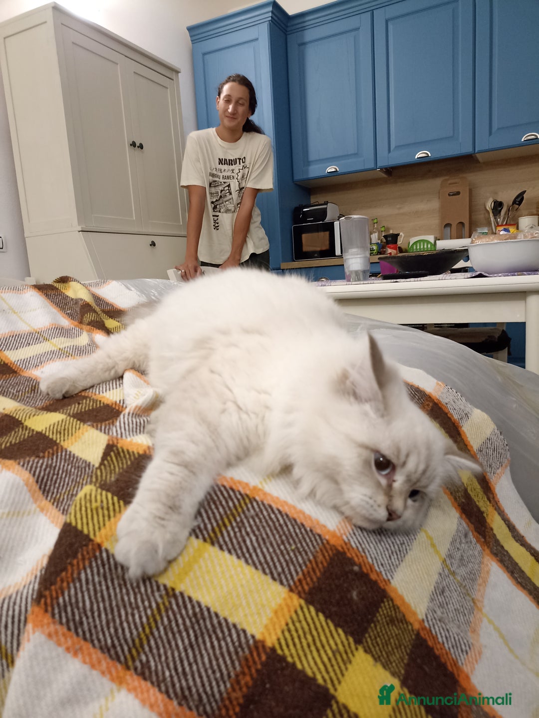 Siberiano gatti in vendita: Gatti siberiani  - Annuncio 2