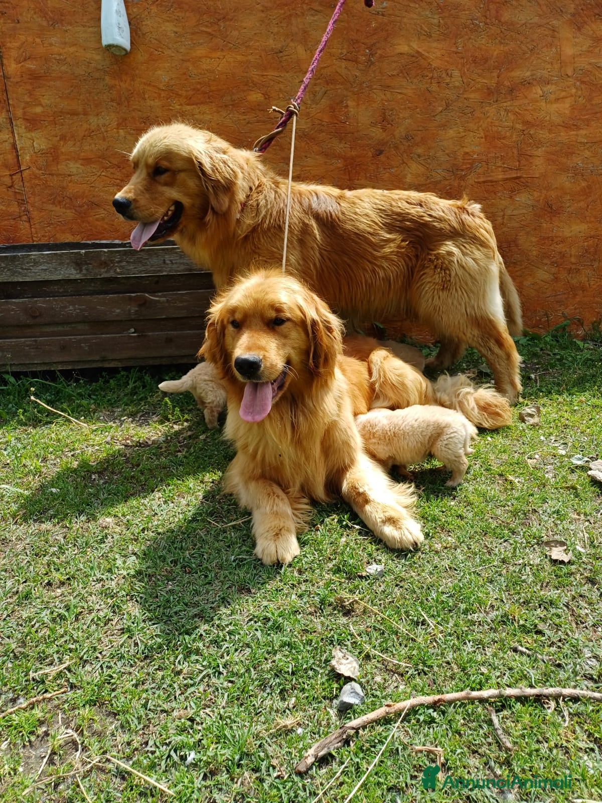 Golden Retriever cani Golden Retriever 100% Americani con Pedigree Enci - Annuncio 3