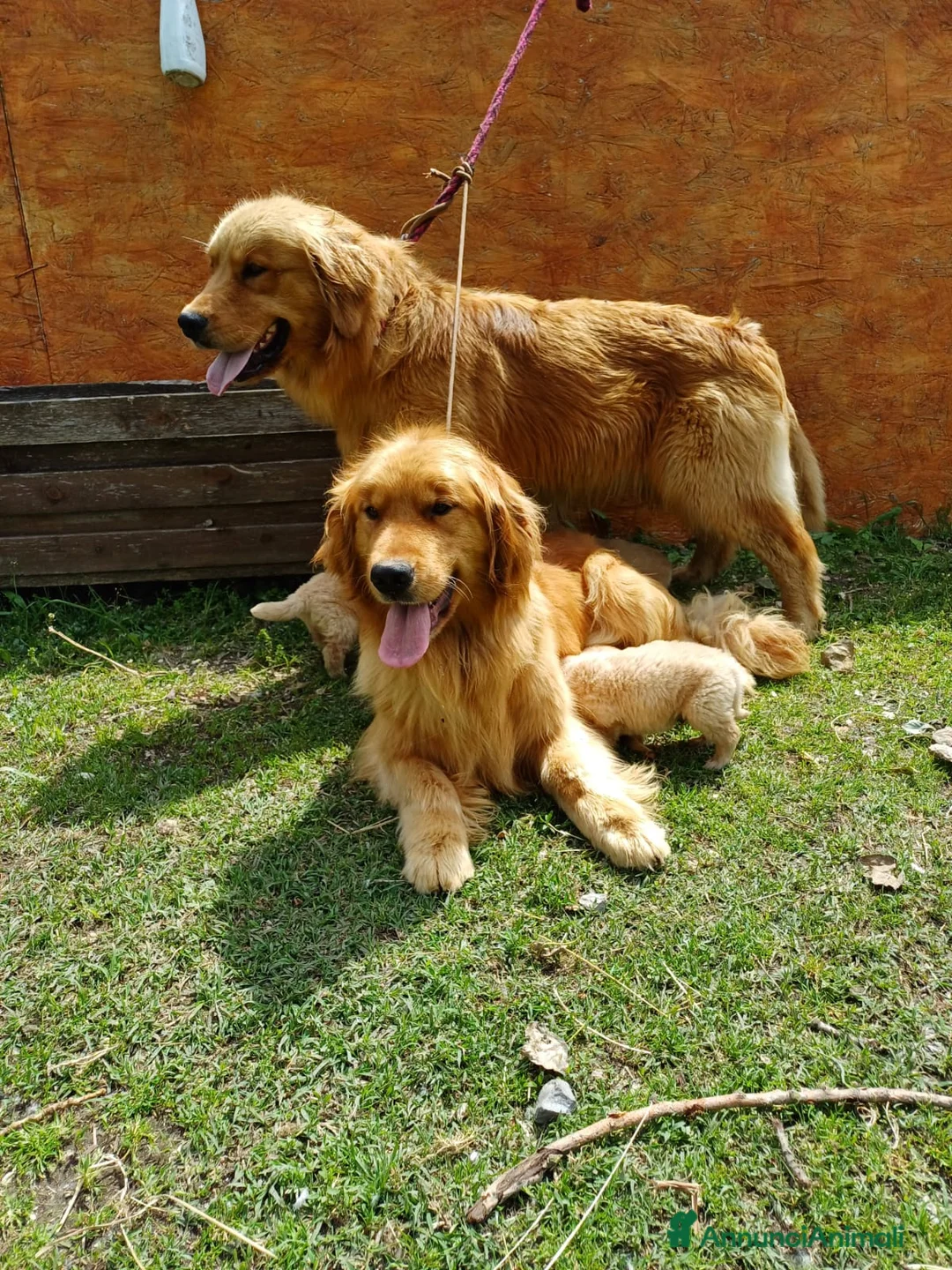 Golden Retriever cani in vendita: Golden Retriever 100% Americani con Pedigree Enci - Annuncio 1