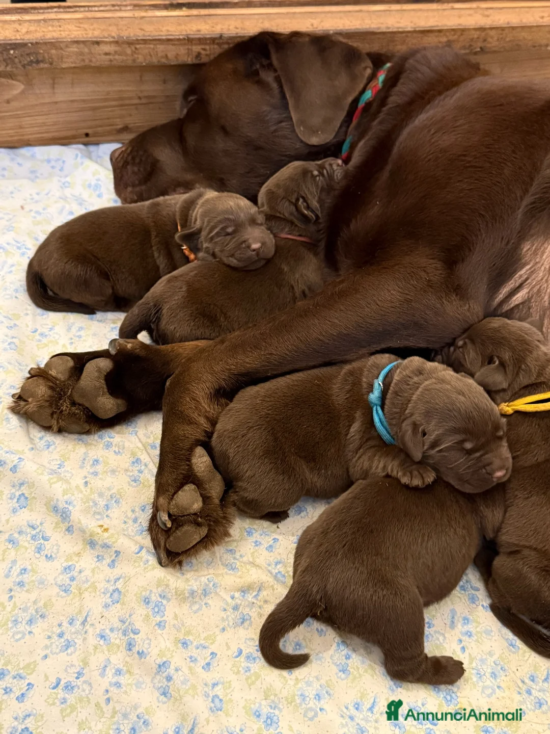 Labrador cani in vendita: Labrador Retriever Chocolate  - Annuncio 5
