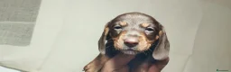 Bassotto cani in vendita: Bassotto  a Città Metropolitana di Torino - Annuncio 4