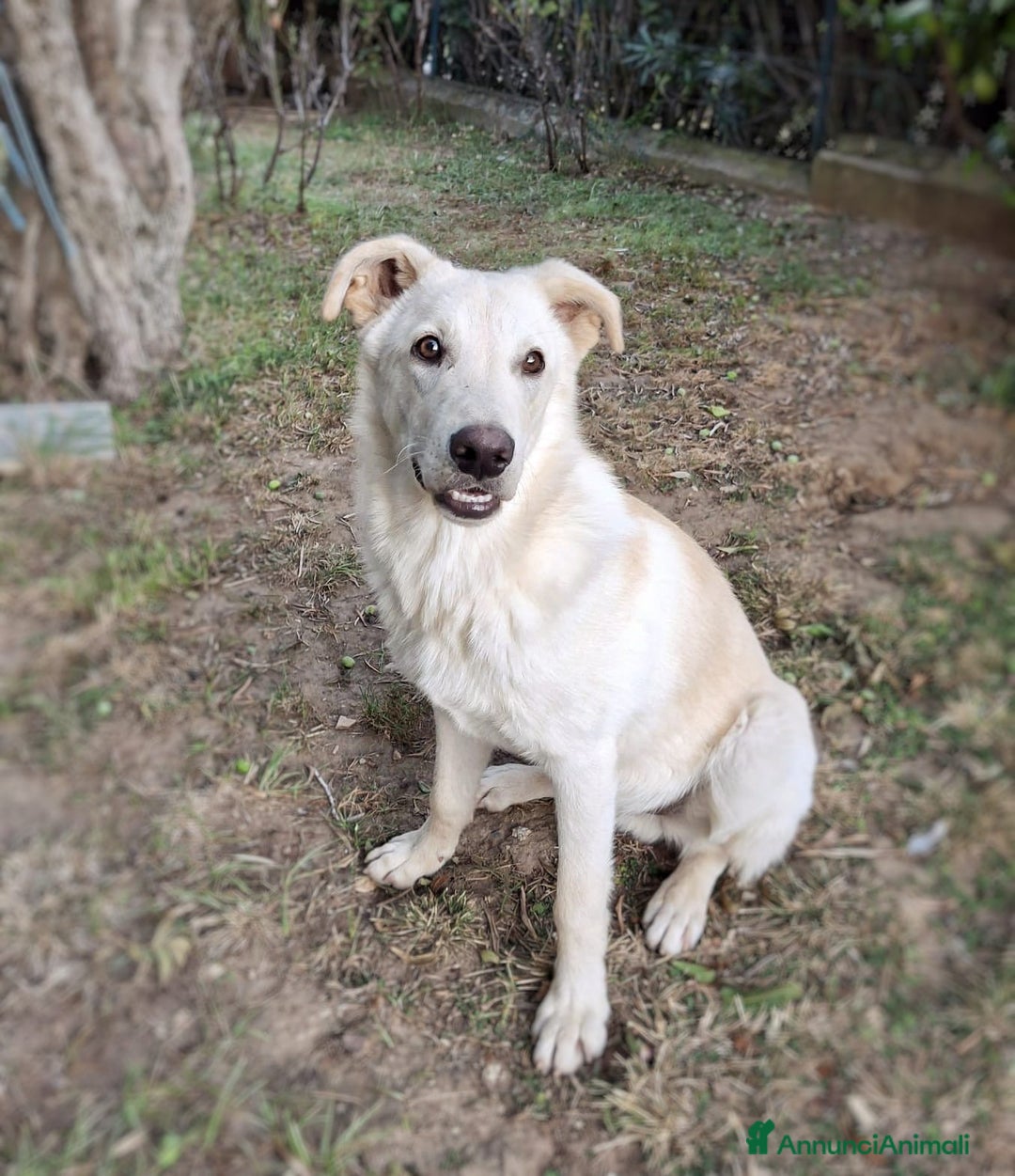 Meticcio cani in regalo: SID 💙 -cucciolotto. Non lasciatelo in un box 🙏🏻 - Annuncio 3