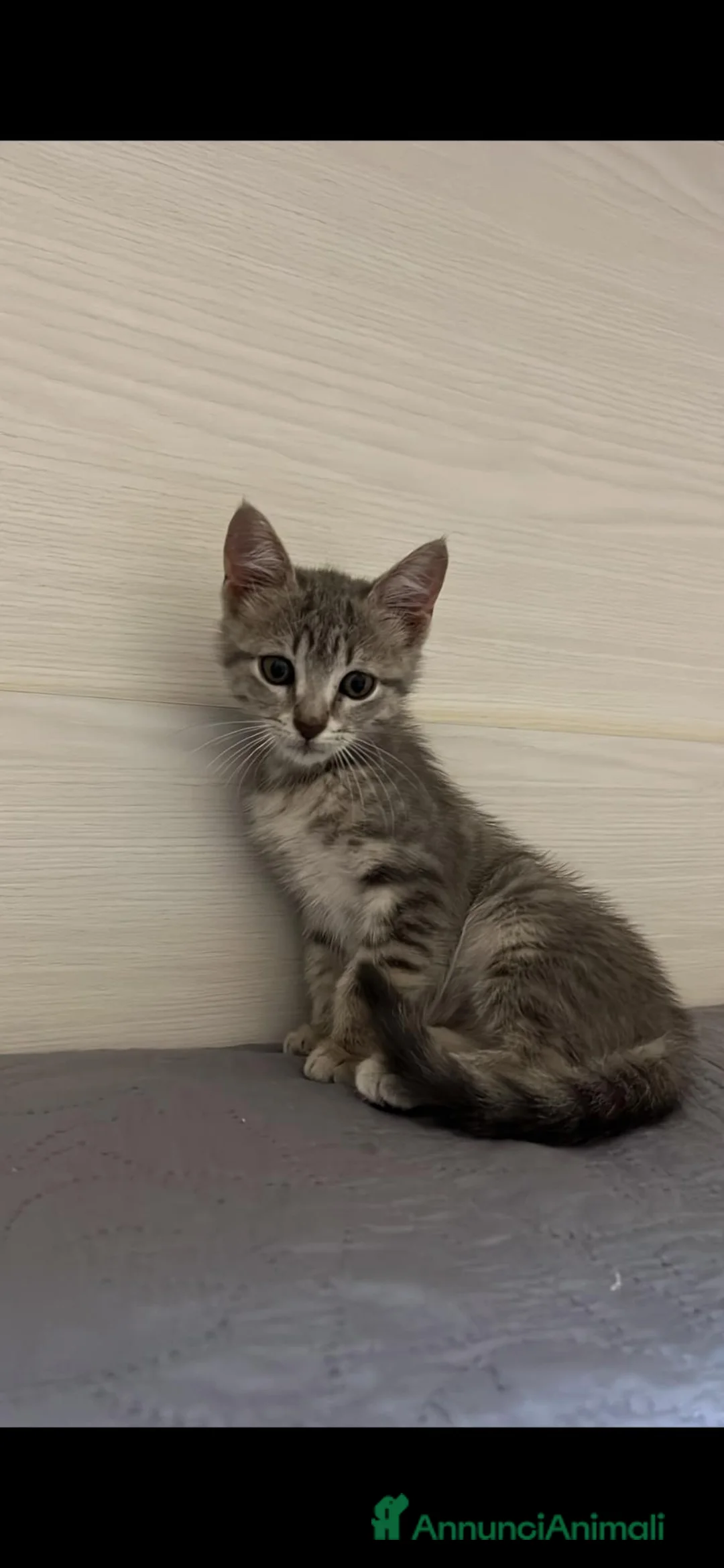 Altre razze gatti in regalo: Gatti in adozione  a Città metropolitana di Palermo - Annuncio 3