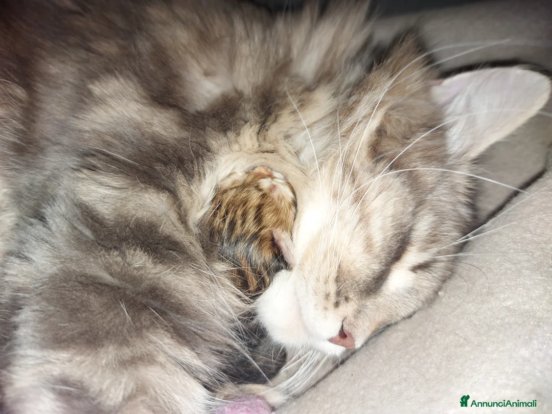 Siberiano gatti in vendita: Cuccioli di gatto Siberiano Certificati  - Annuncio 1