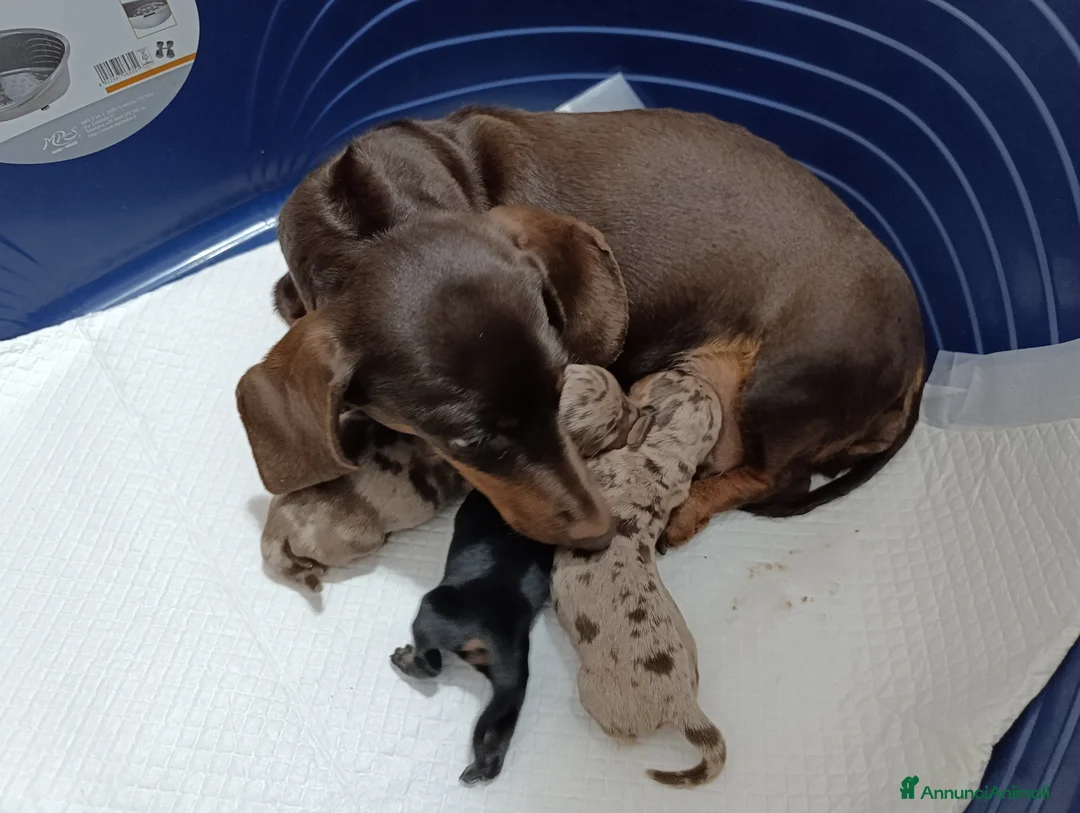 Bassotto cani in vendita: Bassotto tedesco futura taglia nana/kaninchen a Città metropolitana di Palermo - Annuncio 2