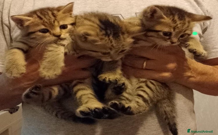 Scottish gatti a Provincia di Brescia - Annuncio 18
