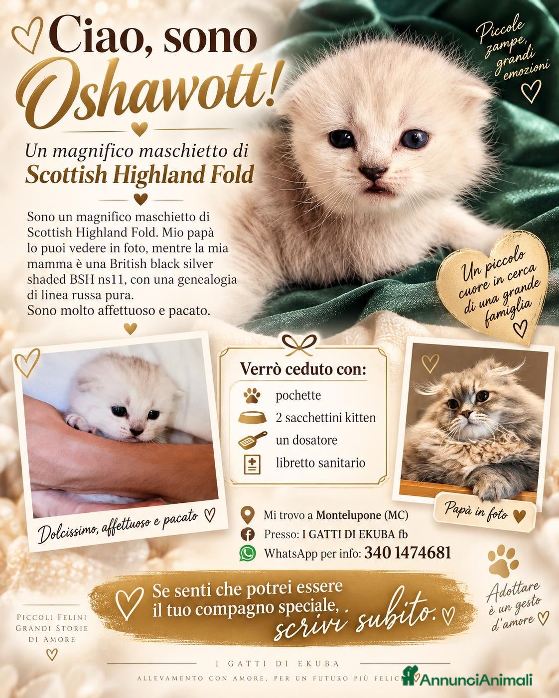 Scottish gatti Scottish HIGHLAND FOLD CHINCHILLA + kit REGALO !!! - Annuncio 9