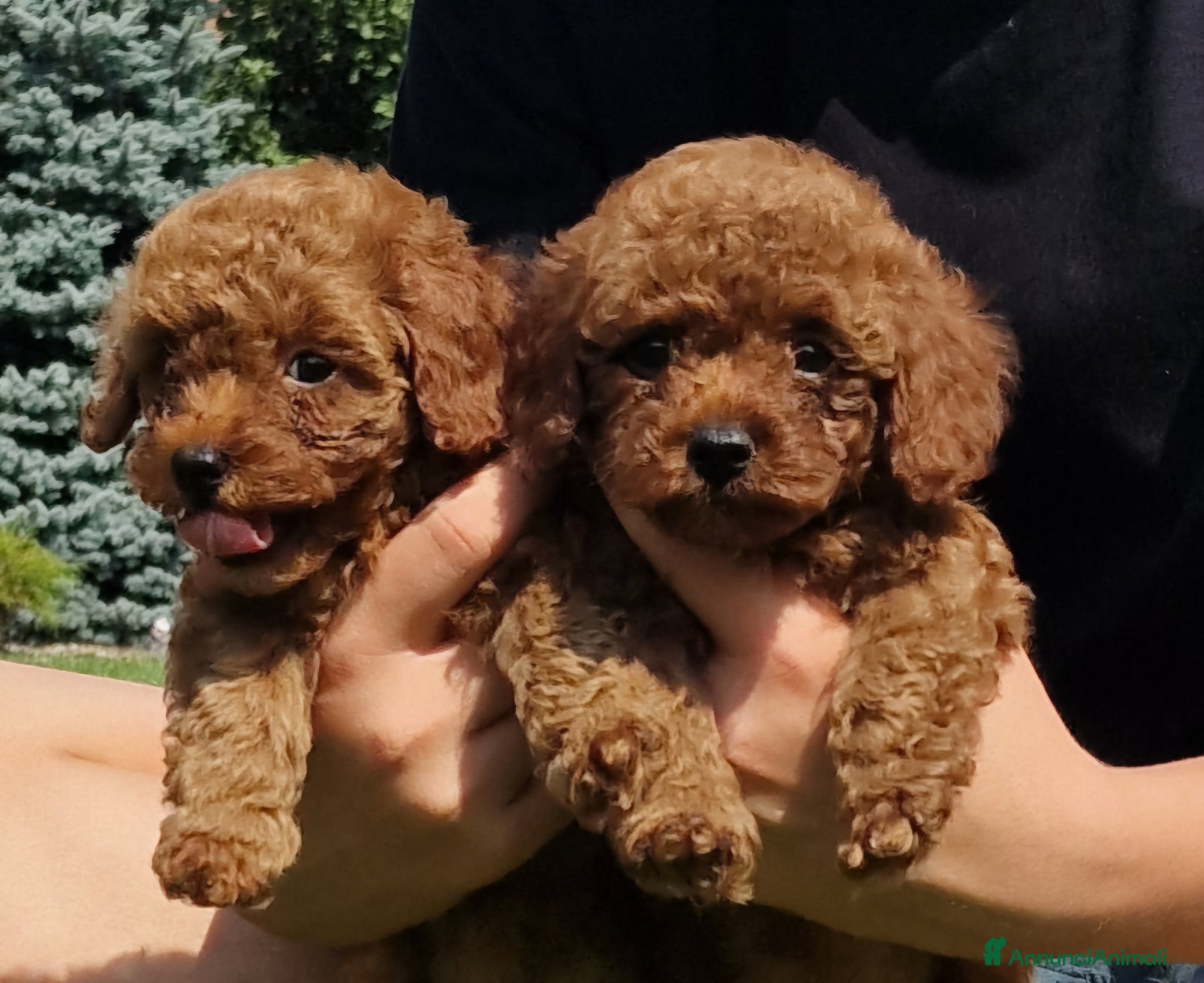 Barboncino Toy cani in vendita: Barboncino mini toy e Teacup Red brown  - Annuncio 19