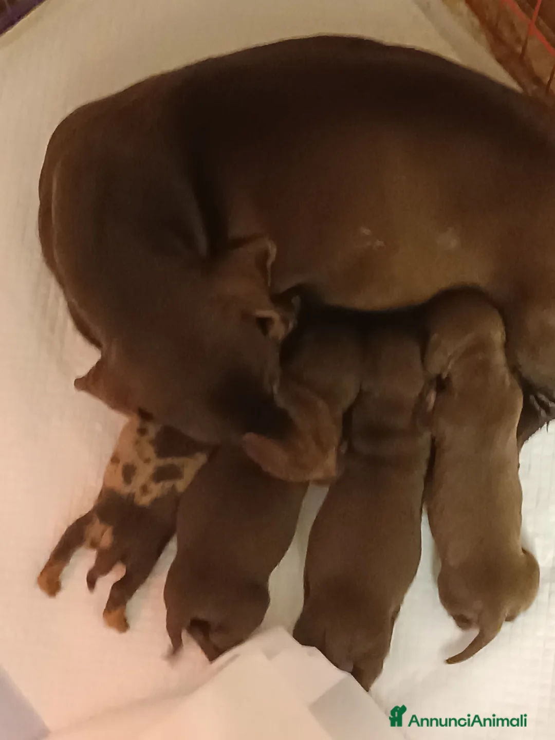 Bassotto cani in vendita: Cucciolo di bassotto età 5 mesi con Pedigree Enci. - Annuncio 8