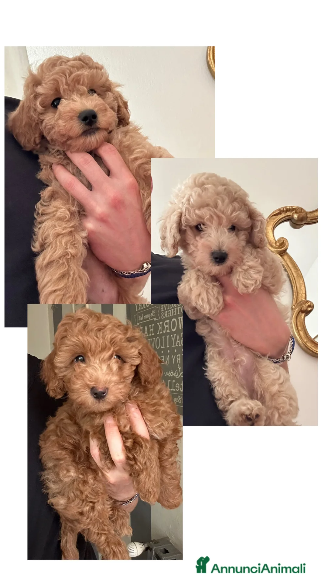 Meticcio cani in vendita: Barboncino  a Città metropolitana di Milano - Annuncio 2