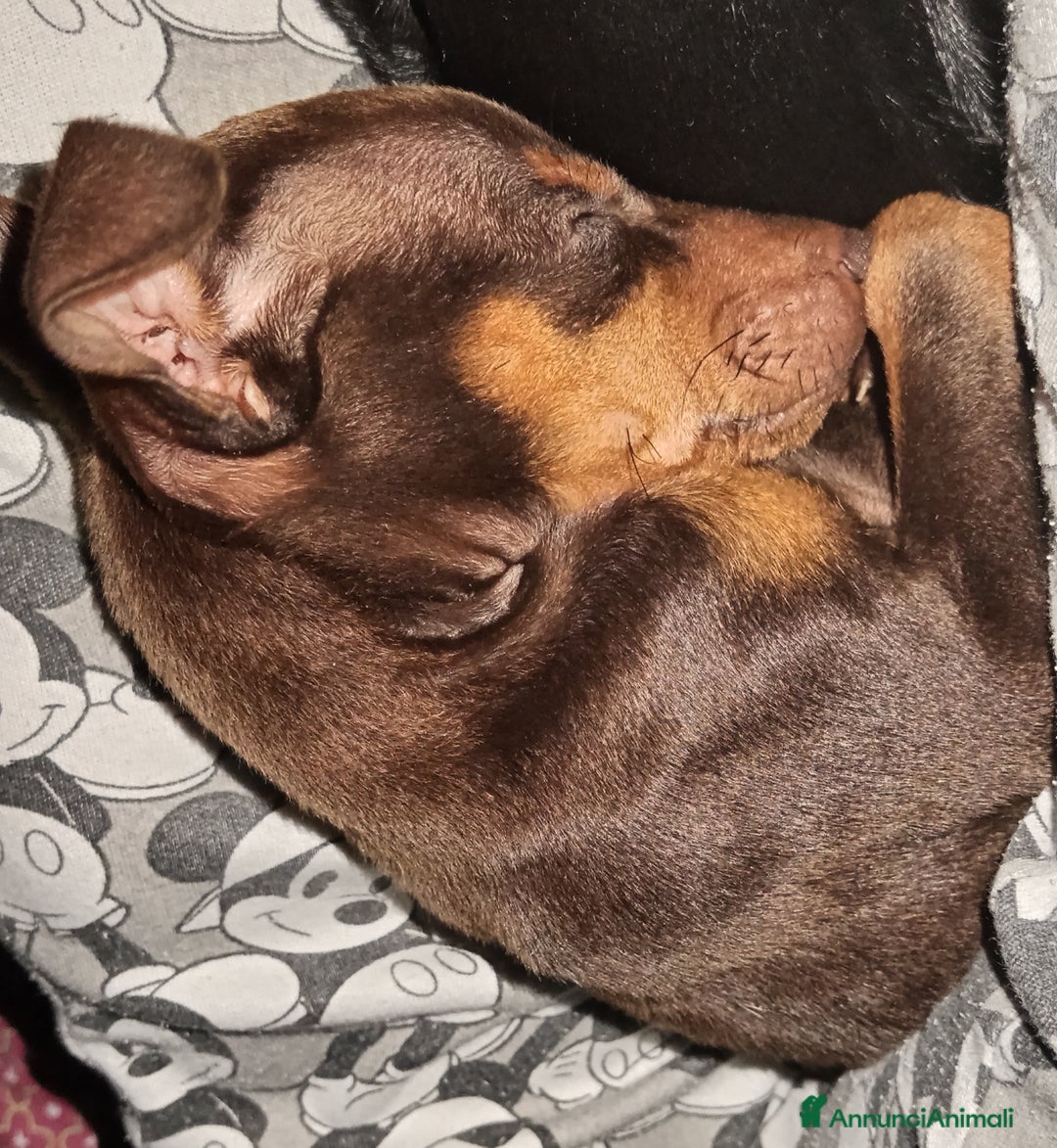 Pinscher Miniatura cani in vendita: Cucciolo di Pinscher bicolore focato  - Annuncio 2