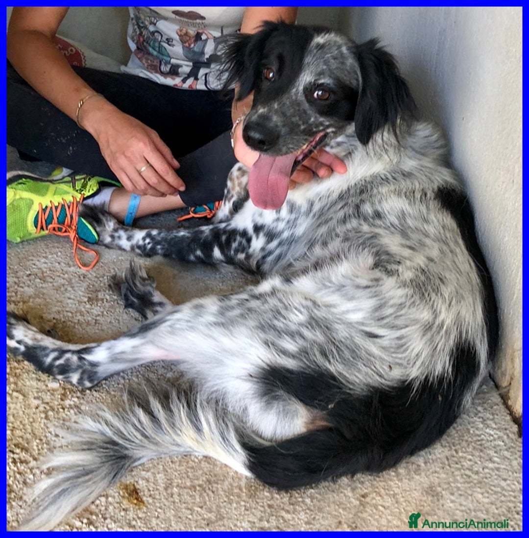 Meticcio cani in regalo: NACHO 7anni e 20kg di gioia di vivere! - Annuncio 5