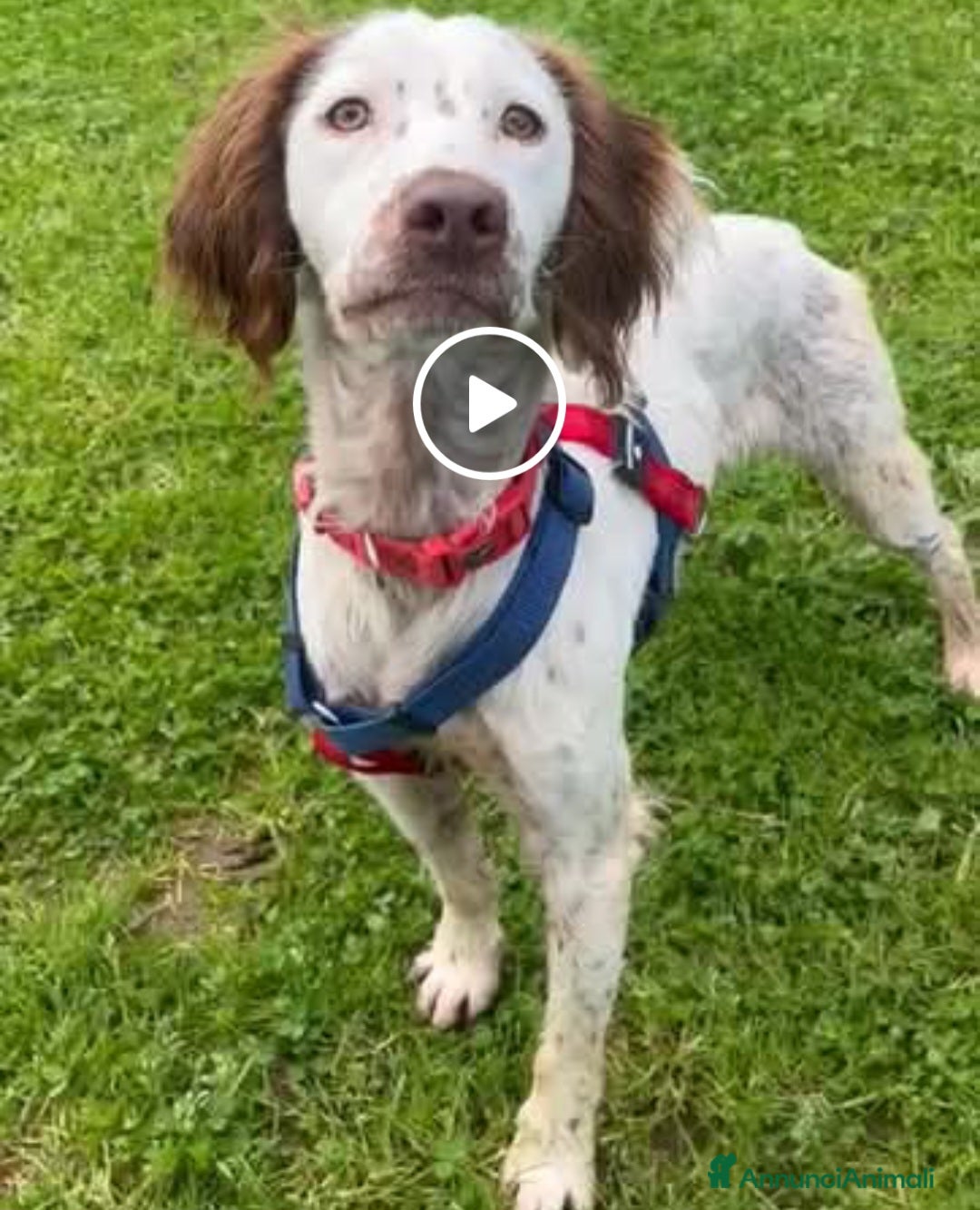 Setter Gordon cani Cagnolino setter - Annuncio 2