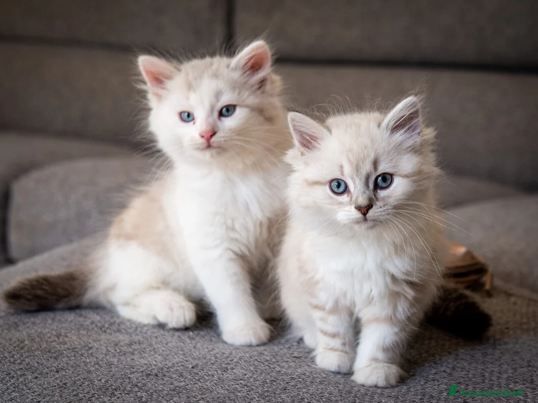 Meticcio gatti in vendita: Gatto siberiano - Annuncio 6