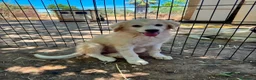 Meticcio cani in regalo: MASHA, ORSO, LIMONE, FRAGOLA, FIFI E LEONARDO - Annuncio 6