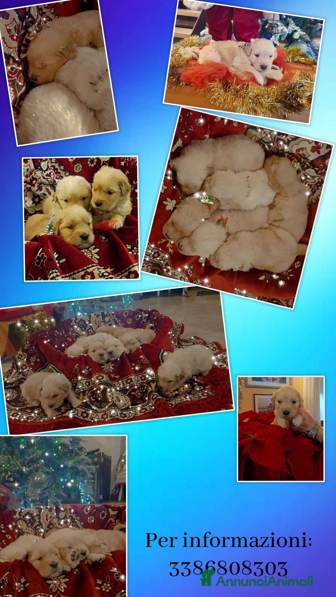 Golden Retriever cani in vendita: Golden cuccioli  - Annuncio 4