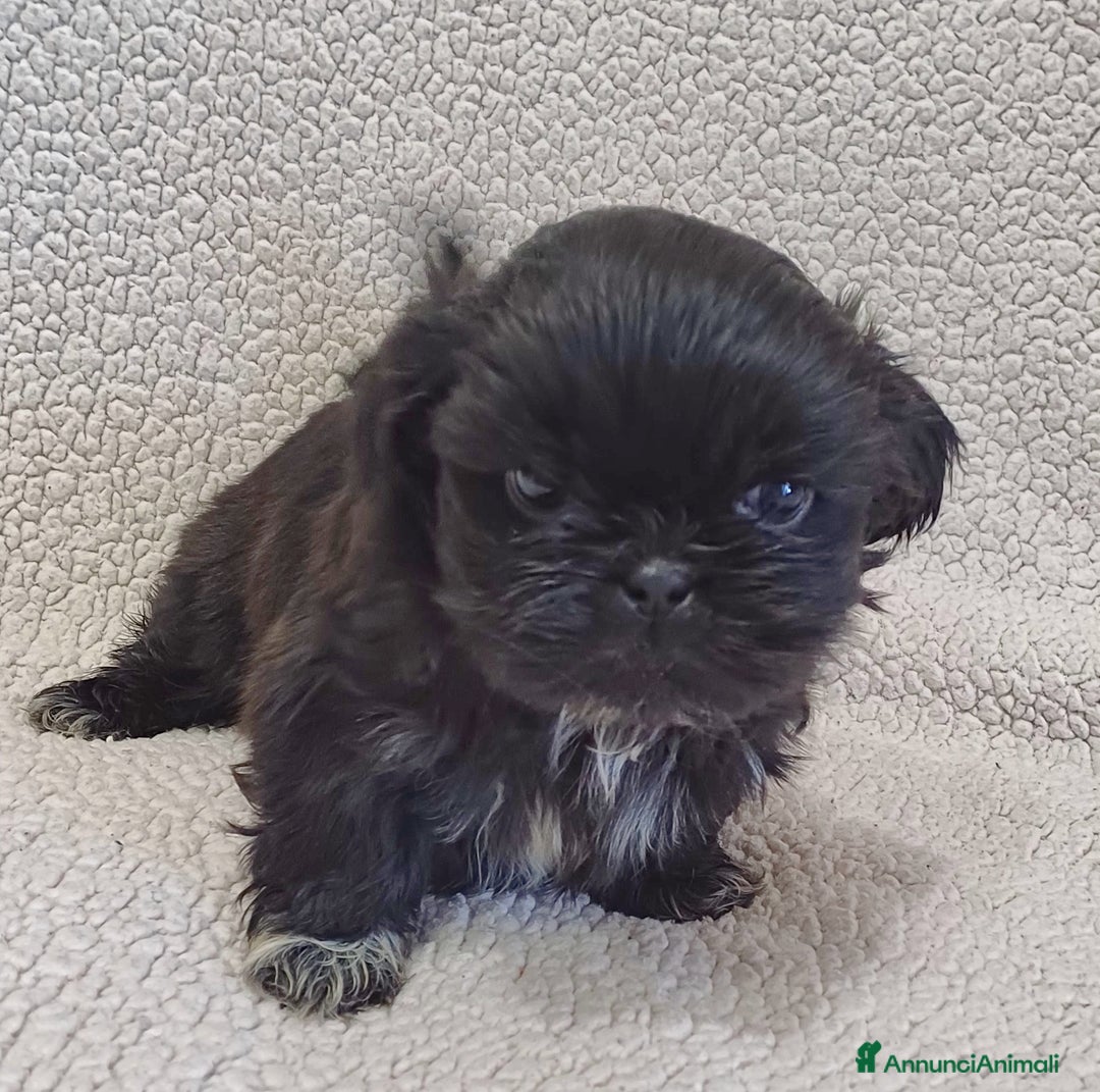 Shih Tzu cani in vendita: Cucciolo shih-tzu shitzu shihtzu  - Annuncio 5