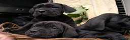 Cane Corso cani in vendita: Spettacolari cuccioli di Cane Corso  - Annuncio 1