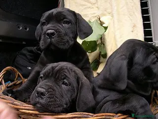 Cane Corso cani Spettacolari cuccioli di Cane Corso - Annuncio 1