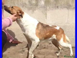 Meticcio cani EVELYN dolce nonnina - Annuncio 18