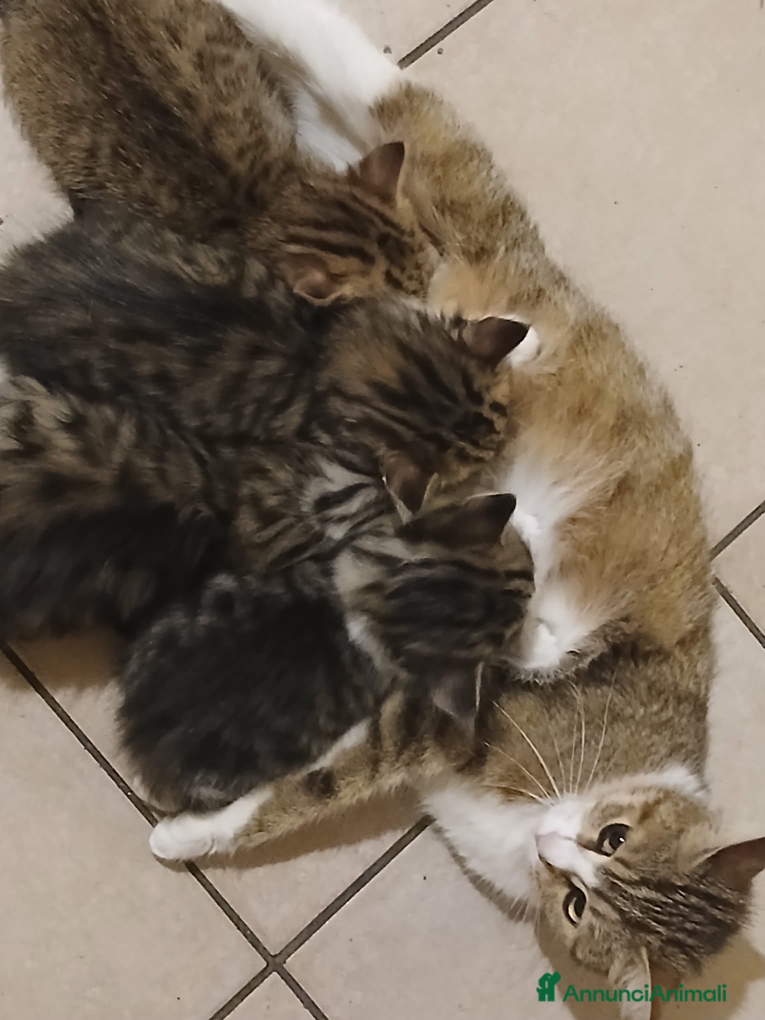 Altre razze gatti in vendita: Calico van bengalese - Annuncio 1