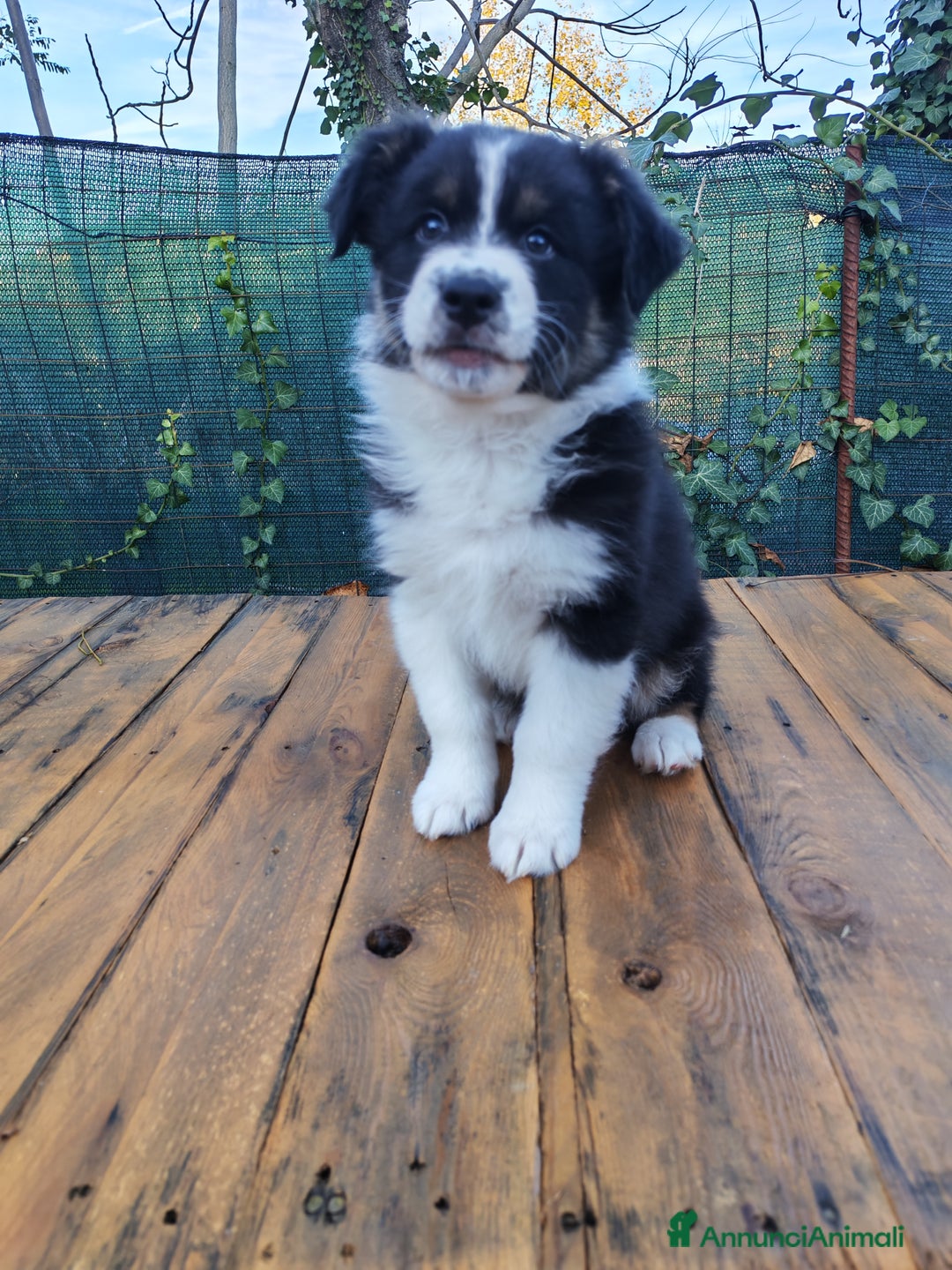 Australian Shepherd cani in vendita: Amorevoi Cuccioli Pastore Australiano (Aussi) - Annuncio 13