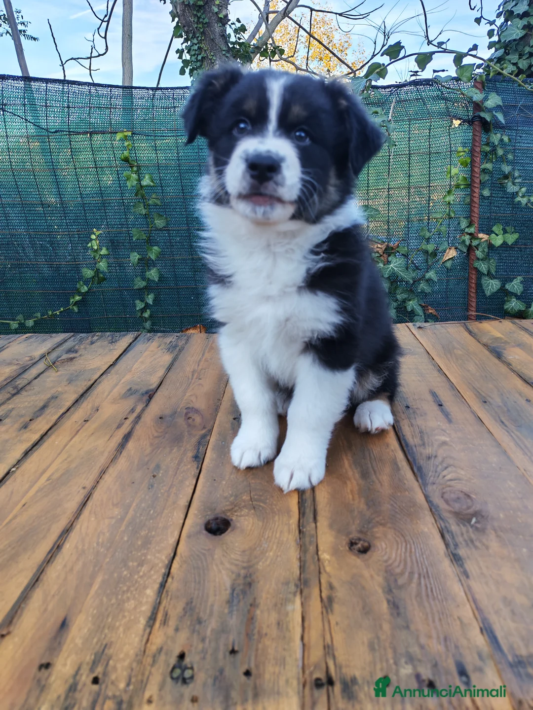 Australian Shepherd cani in vendita: Amorevoi Cuccioli Pastore Australiano (Aussi) - Annuncio 13