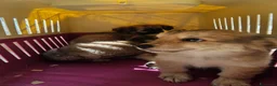 Meticcio cani in regalo: Mughetto, Ciclamino e Tiglio: maschietti 3 mesi - Annuncio 9