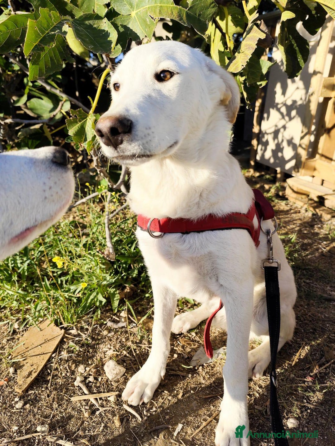 Altre razze cani in regalo: Miele - 8 Mesi - Dolce, Socievole - Annuncio 7