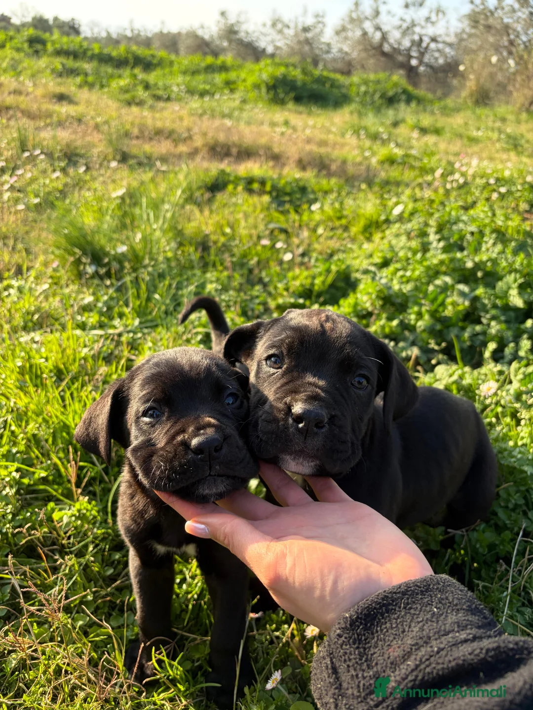 Cane Corso cani in vendita: Cuccioli di Cane Corso - Annuncio 10
